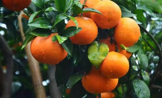 柑橘专家黄大山老师和苏荣左教授联合推出5月沃柑管理方案