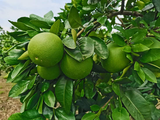 柚子使用根优力，膨果高产出奇迹
