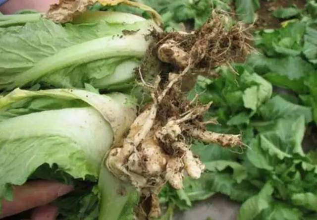 蔬菜出现根结线虫病，这样防治真的太有效了！