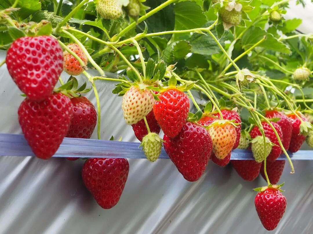 大棚草莓果实膨大期这样管理，高产又丰收！不看亏大了！