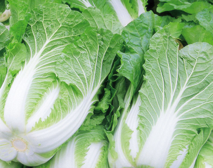 白菜得了软腐病，这个方法真管用！